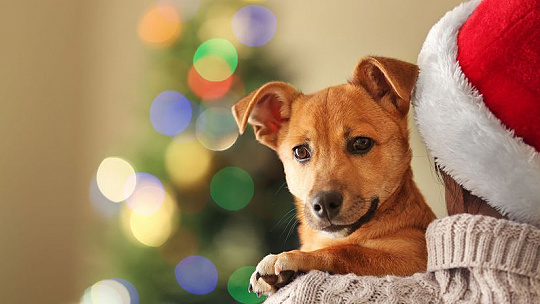 Obrázok S kúpou či adopciou zvieraťa je lepšie počkať až po Vianociach