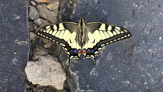 Obrázok Motýle, aké ste ešte nevideli! Jedinečná výstava ponúka aj špeciálne detské atrakcie