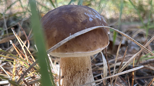 3x huby. Tatarák, perkelt či praženica,...