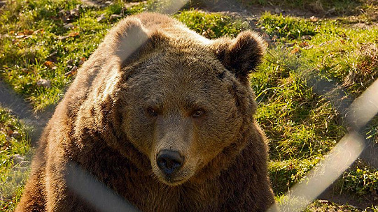 Ako nestretnúť medveďa a čo robiť, keď ho...