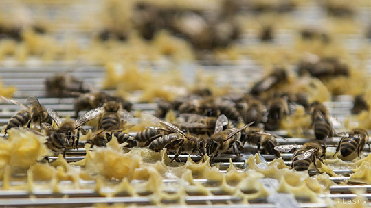 Obrázok Atrakcia nielen pre deti. V Moravanoch otvoria múzeum venované včelám