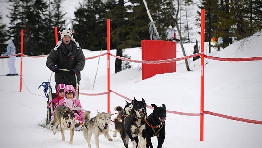 Obrázok Mašeri cez víkend zapriahnu snežné psy do saní pod Lomnickým štítom. Deti čaká dobrodružná expedícia i jazda na psom záprahu