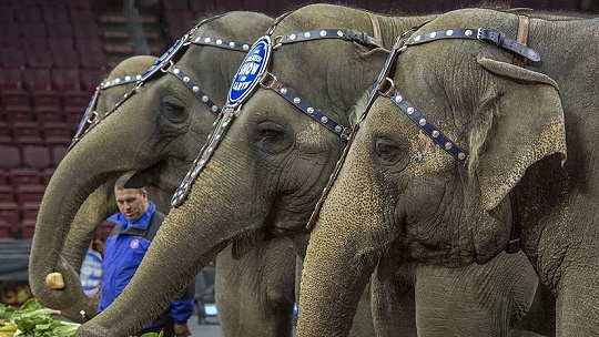 Obrázok Odvážny krok v Pezinku, primátor zakázal cirkus s drezúrou zvierat. Kto sa ešte pridá?