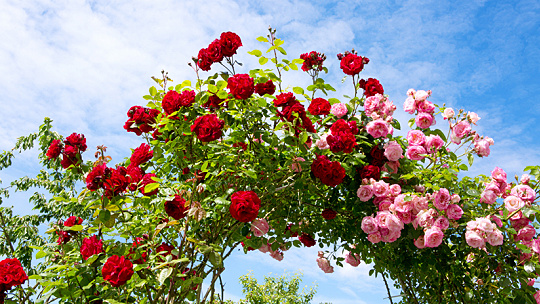 Obrázok KVÍZ plný vôní pre znalcov a milovníkov kvetín. Ruža, fialka, tulipán, ovládate aj ich latinské názvy?