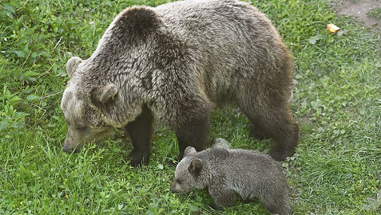 Obrázok  KVÍZ Zvieratá na Slovensku: Koľko rokov sa dožíva medveď, aký je najväčší dravý vták? Otestujte si znalosti o obyvateľoch našich lesov
