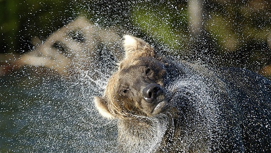 Obrázok Doma s deťmi. Tip na aktivitu 14: Bojnická zoo prináša videá zo sveta zvierat aj rôzne kvízy a úlohy