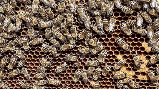 Obrázok Vzniká včelársky skanzen, záujemcovia poznajú život včiel