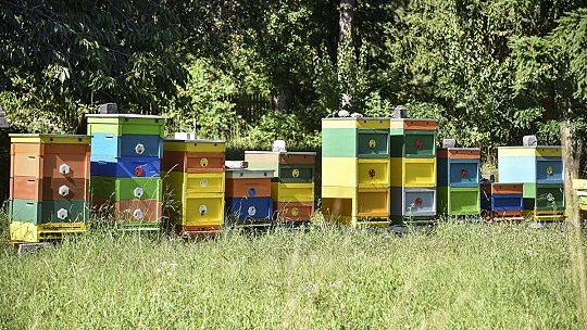 Obrázok V bratislavskom lesoparku otvorili Včeliu lúku