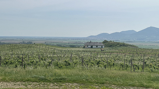 Obrázok Tip na výlet, Tokaj: Malebné lány viníc, Rozhľadňa, z ktorej nevidno a stredoveké pivnice, kde sa možno stratiť
