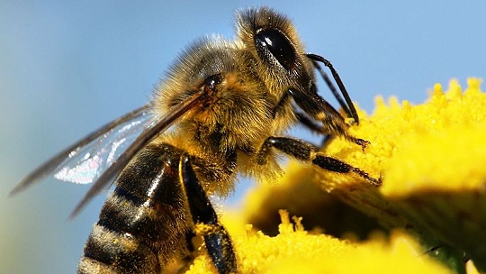 Obrázok V Žiari zriaďujú mestské včelie úle, na biobáze