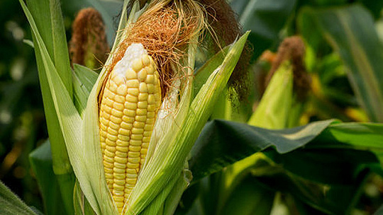 Obrázok Obľúbená kukurica. Čím v lete poteší naše zdravie?