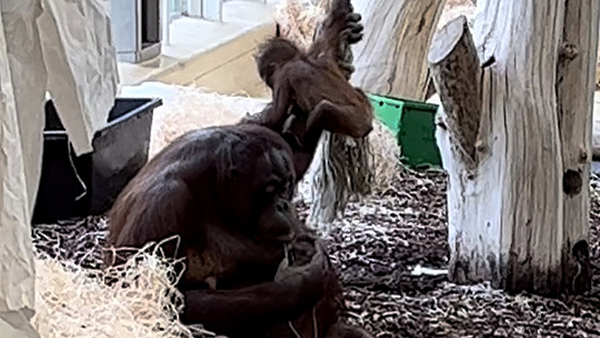 Obrázok Túto matku len tak niečo nerozhádže! Roztomilé VIDEO opice a jej malého orangutana