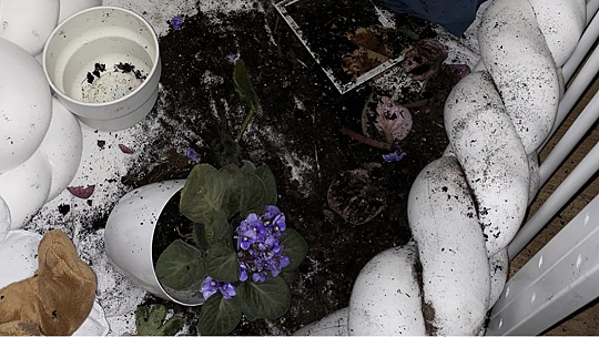 Obrázok VIDEO To je zábava! A z postieľky záhradka na pestovanie fialiek. Aj takto môže skončiť popoludňajší spánok dieťaťa