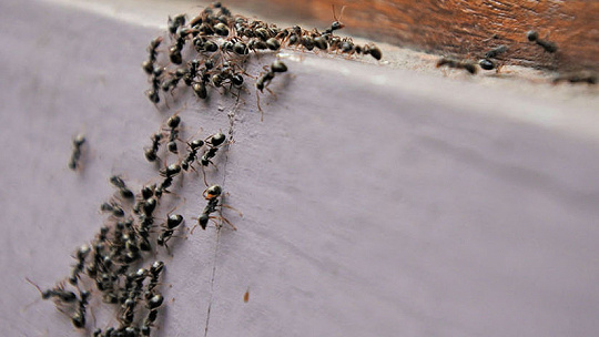 Obrázok Päť tipov, ako sa doma zbaviť mravcov bez chémie