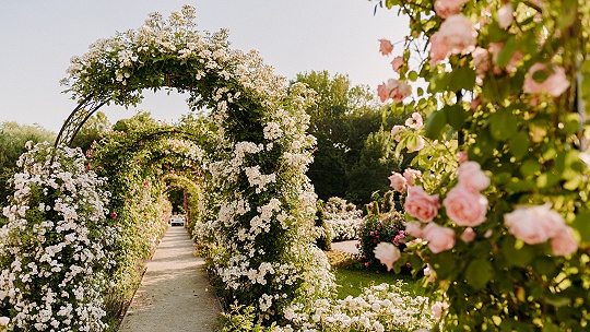 Obrázok Tam, kde grófka Choteková pestovala najkrajšie ruže v strednej Európe. Objavte 7 divov Dolnej Krupej 