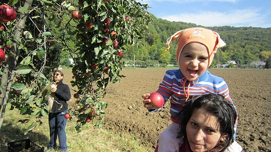 Obrázok Projekt Rómsky záhradník učí sociálne vylúčené deti a ich rodičov hospodáriť