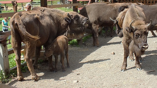 Obrázok Zubria zvernica v Topoľčiankach je opäť otvorená pre verejnosť, každý deň kŕmenie zvierat