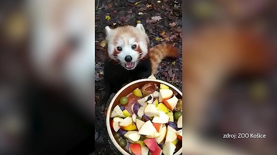 Obrázok VIDEO Čo chutí košickým pandám?