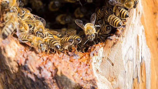 Obrázok Ako vyzerá život včiel a včelárov, ukáže nová výstava