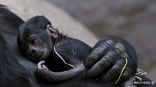 Obrázok Chvíľky nehy. Gorila a jej čerstvo narodené mláďa, na dojímavom VIDEU