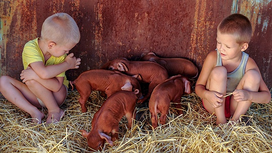 Obrázok Do chlievika k sviniam! Trestanie detí je nespravodlivé a niekedy poznačí celý život
