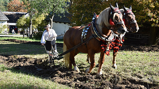 Obrázok V Múzeu slovenskej dediny v Martine predvedú jesenné práce našich predkov. Nebude chýbať ani orba s koňom